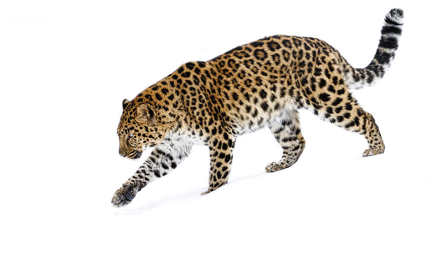 Leopard Walk Photograph by Steve McKinzie