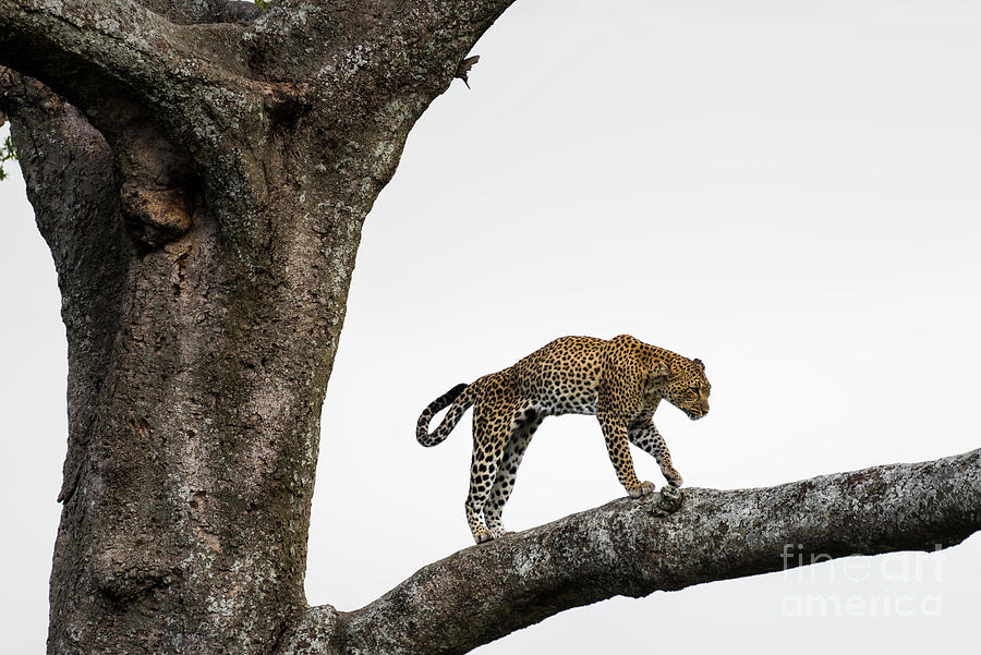 Leopard walking in tree in the Serengeti savanna Photograph by RicardMN Photography
