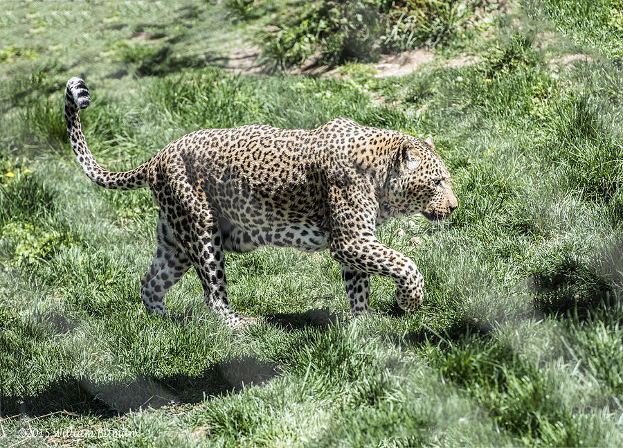 Leopard Walking  Photograph by William Bitman