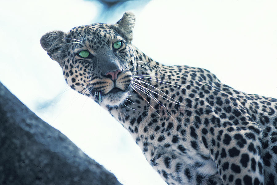 Wildlife Photograph - Leopard with Green Eyes by Carl Purcell