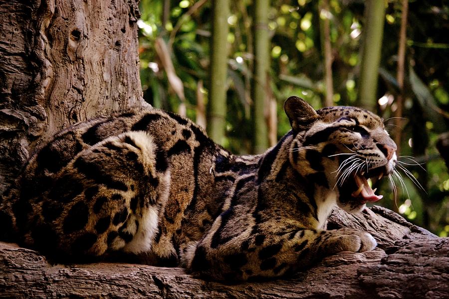 Leopard Yawn Photograph by Eileen Brymer
