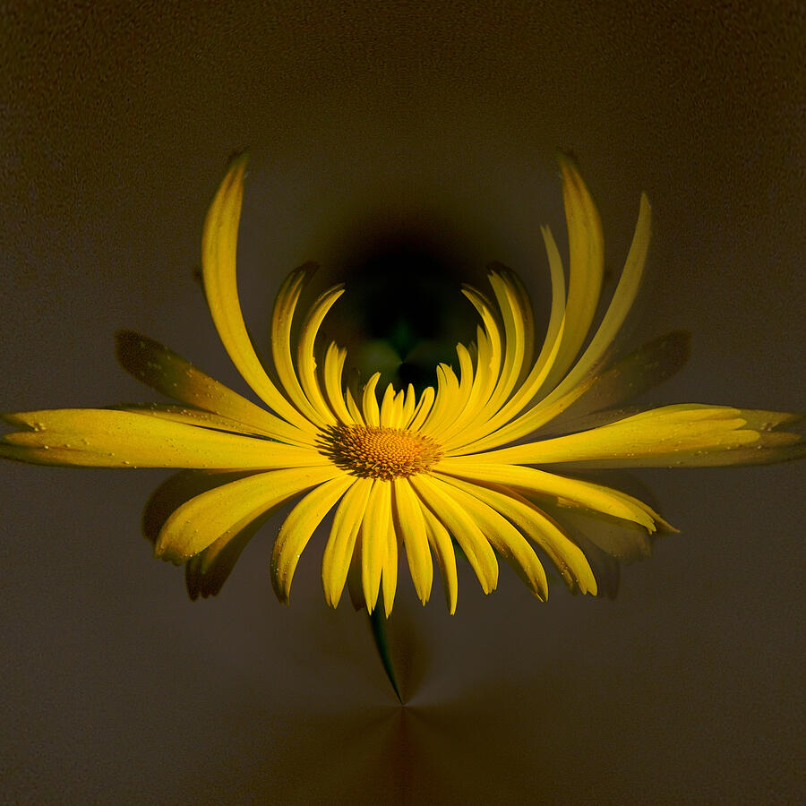 Spring Photograph - Leopards Bane by Jouko Lehto Spring Photograph - Leopards Bane by Jouko Lehto