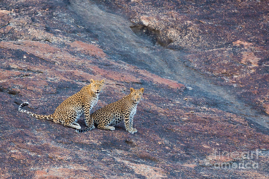 Leopards In India Photograph by B. G. Thomson