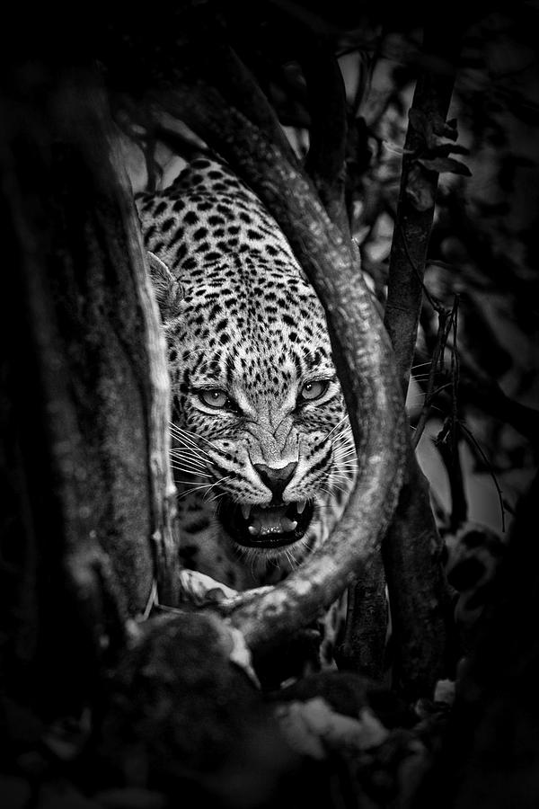 Leopards Lair Photograph by John Moulds