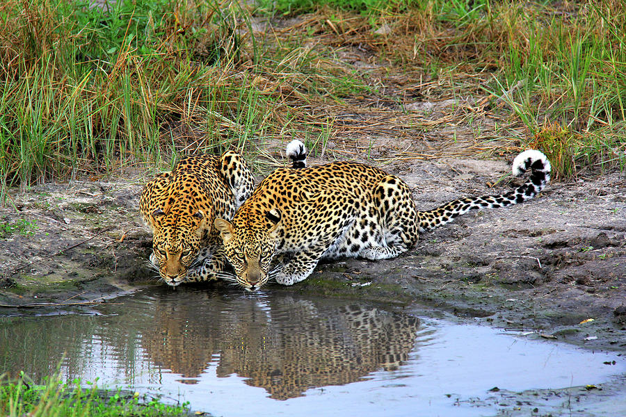 Leopards Photograph by Richard Krebs