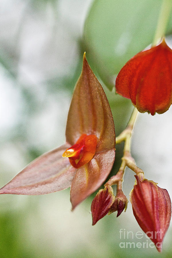 Orchid Photograph - Lepanthes maduroi orchid by Heiko Koehrer-Wagner