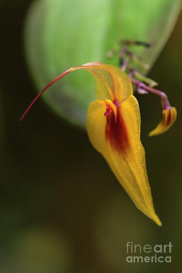Lepanthes maxonii Orchid Macro Photograph by Heiko Koehrer-Wagner