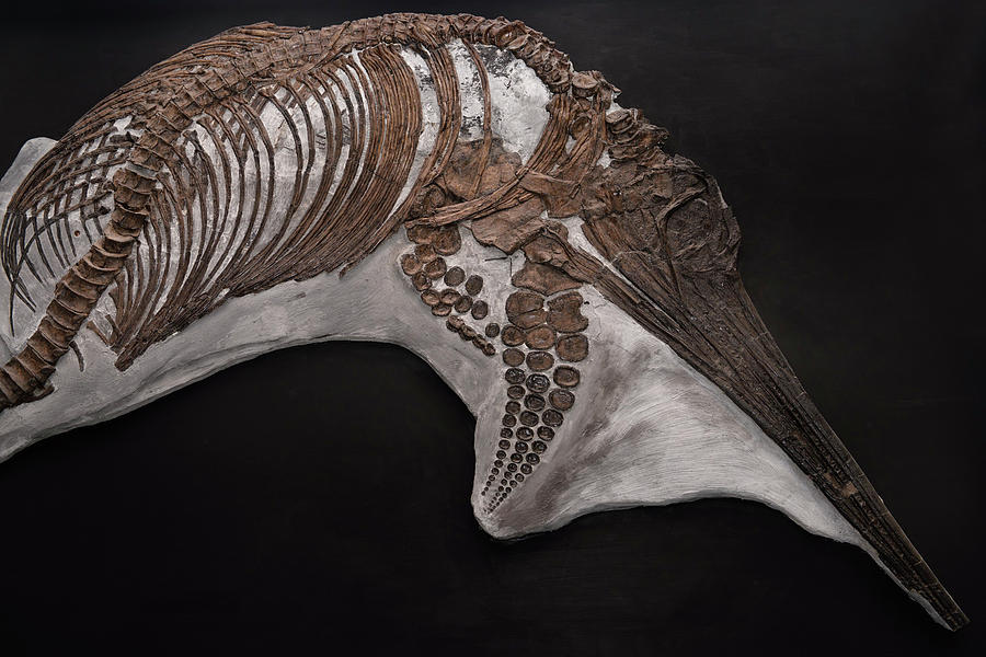 ichthyosaur dinosaur