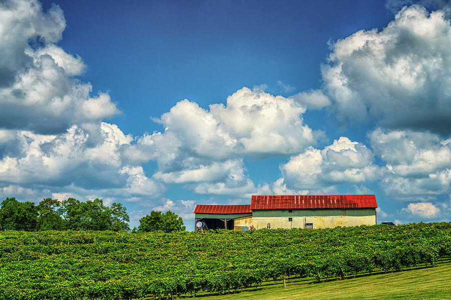 Les Bourgeois Winery in Rocheport MO R7R2_DSC0419_160818 Photograph