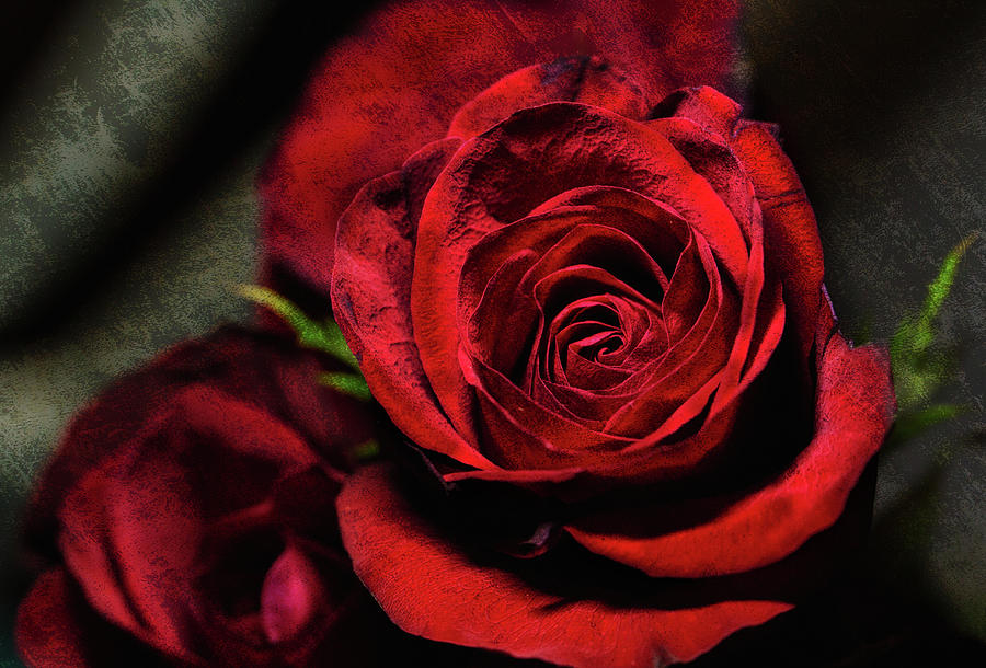 Les petales rouges de l amour Photograph by Carol Estes