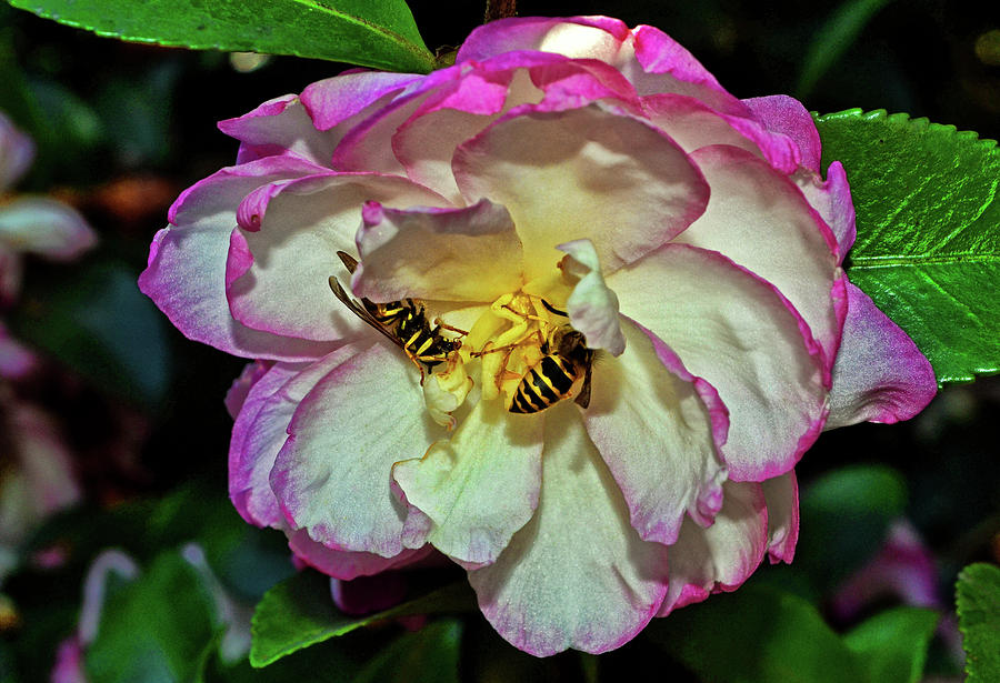 Leslie Ann Camellia With Bees 012 Photograph by George Bostian