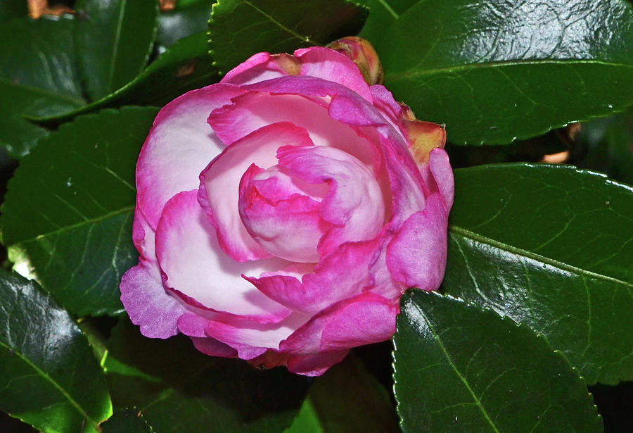 Leslie Ann - Sasanqua Camellia 002 Photograph by George Bostian