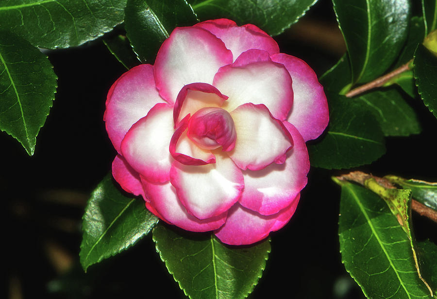 Leslie Ann - Sasanqua Camellia 007 Photograph by George Bostian