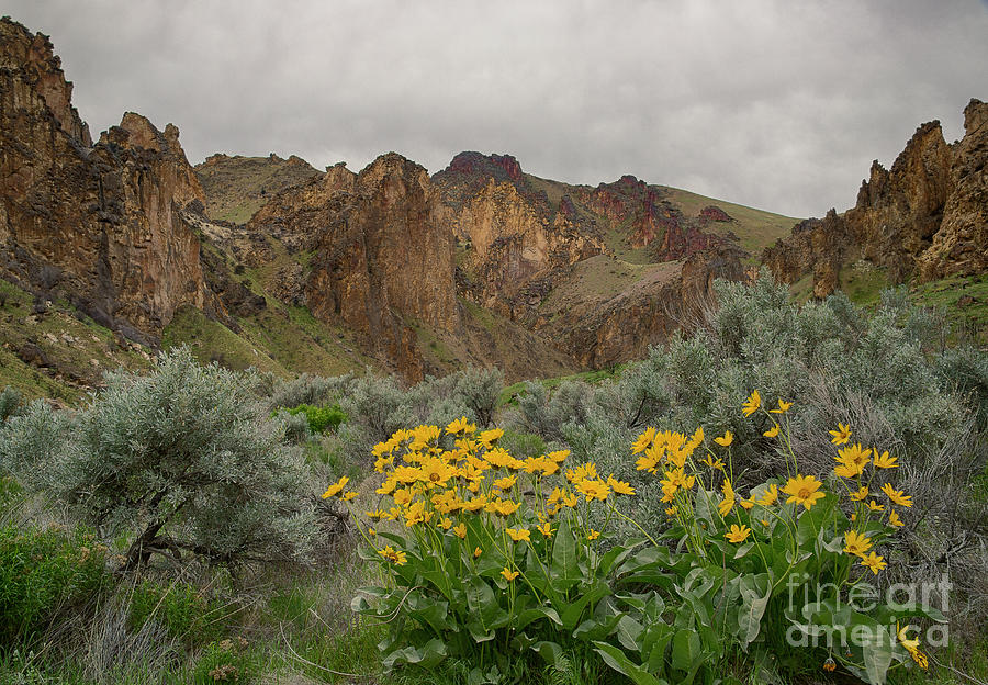 Leslie Gulch Sunflowers Photograph by Idaho Scenic Images Linda Lantzy