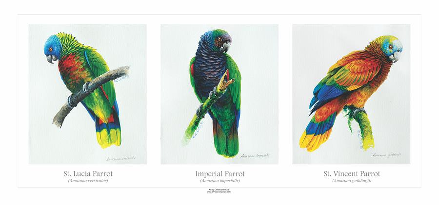 Lesser Antillean Parrots triptych Painting by Christopher Cox