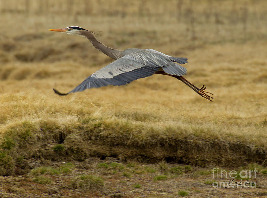 Lesser Blue Heron In Flight-Signed-#4440 Photograph by J L Woody Wooden ...