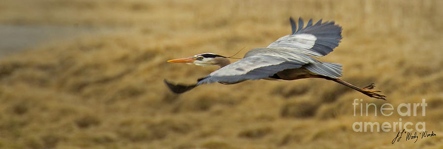 Lesser Blue Heron In Flight-Signed-#4446 Photograph by J L Woody Wooden
