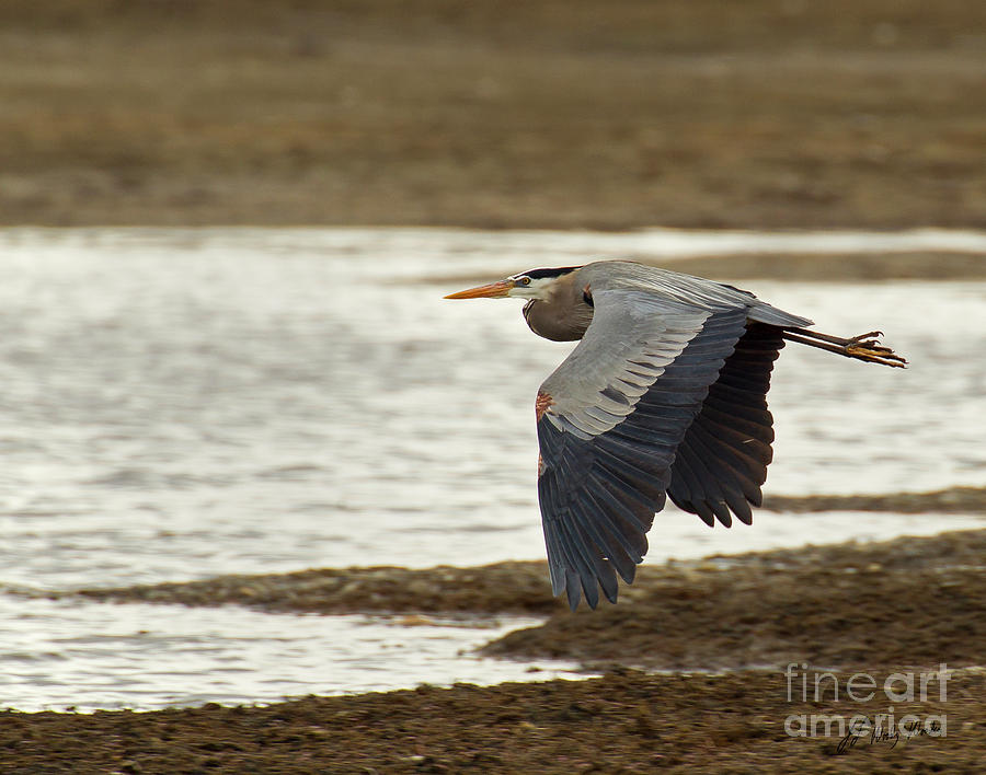 Lesser Blue Heron In Flight-Signed-#4464 Photograph by J L Woody Wooden