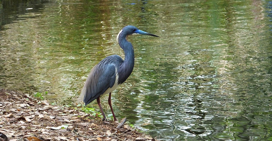 Lesser Blue Heron in Mating Plumage Photograph by Judy Wanamaker