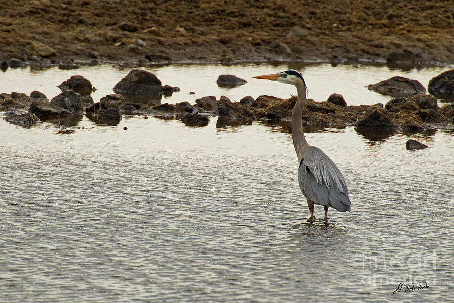 Lesser Blue Heron-Signed-#4400 Photograph by J L Woody Wooden