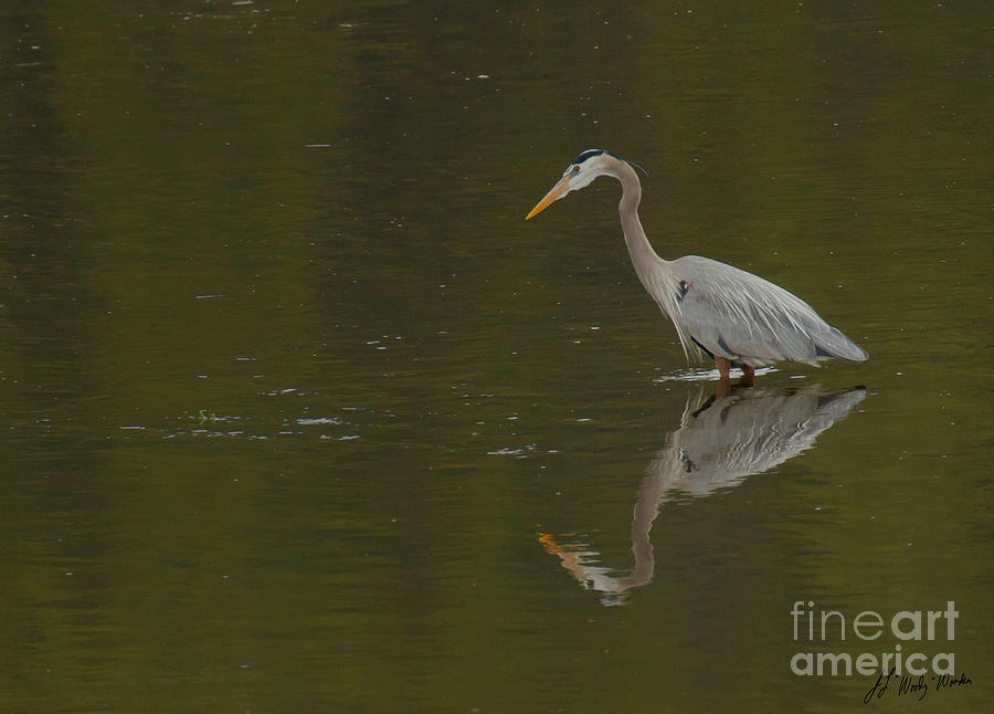 Lesser Blue Heron-signed-#4635 Photograph By J L Woody Wooden - Fine 