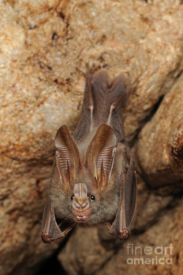 Lesser False Vampire Bat Roosting Photograph by Chien Lee