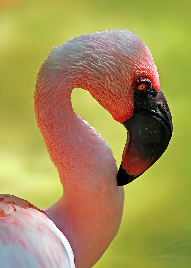 Lesser Flamingo Photograph By Daniel Caracappa Pixels