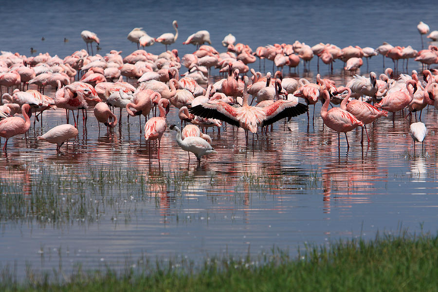 Flamingo Photograph - Lesser Flamingo, Lake Nakuru, Kenya by Aidan Moran