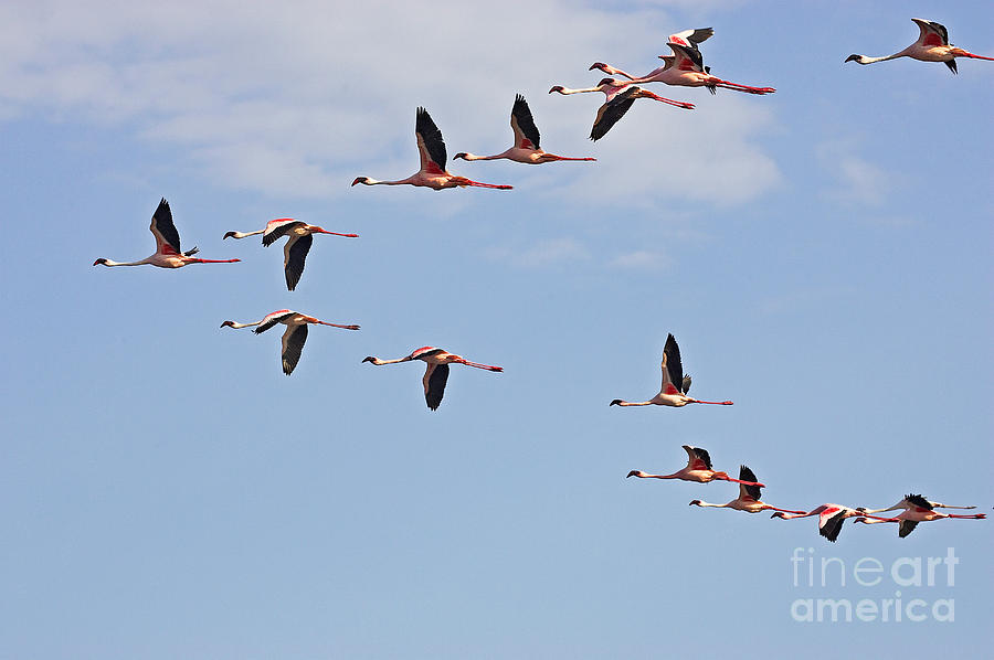 Lesser Flamingo Phoenicopterus Minor Photograph by Gerard Lacz