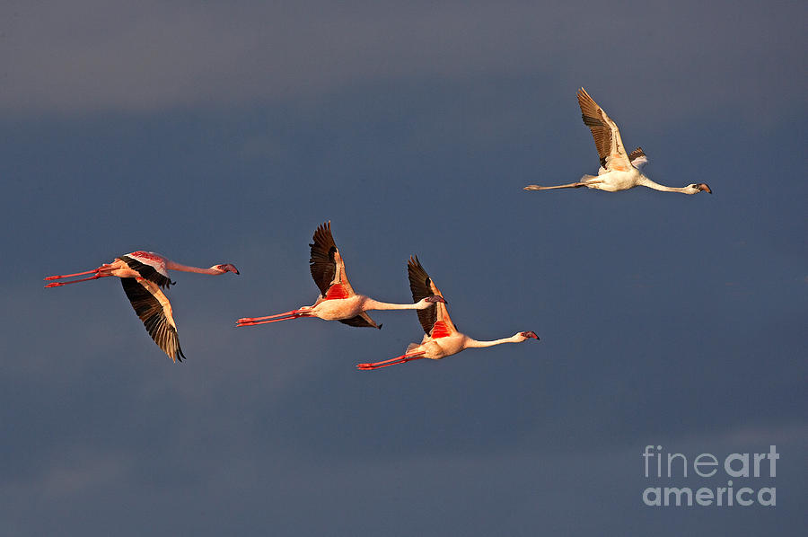 Lesser Flamingos Phoenicopterus Minor Photograph by Gerard Lacz