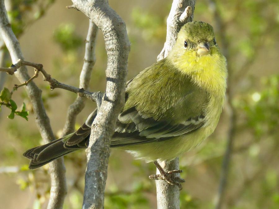 Lesser Goldfinch 1 Photograph by Judy Kennedy