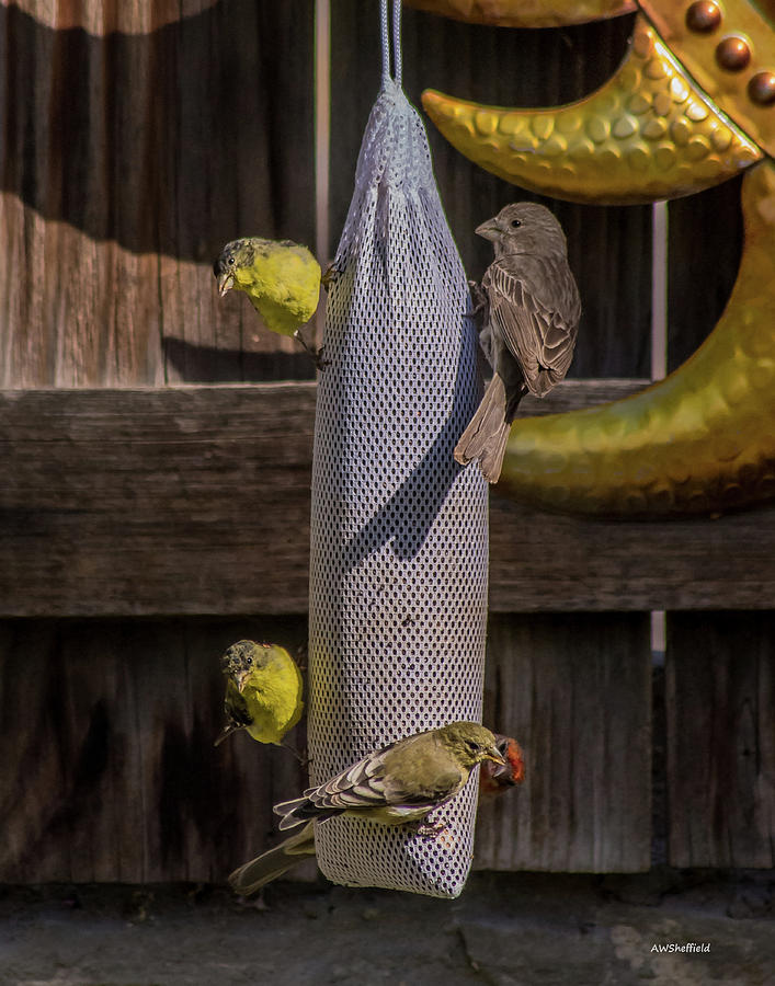 Bird Photograph - Lesser Goldfinch and Friends by Allen Sheffield