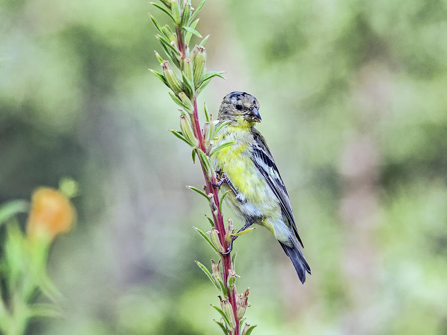 Lesser Goldfinch Male 3988 Photograph by Tam Ryan