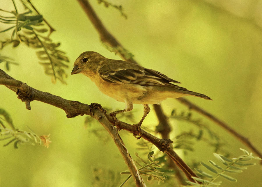 Lesser Goldfinch on Acacia Limb Photograph by Theo OConnor