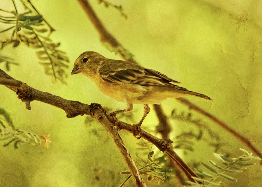 Lesser Goldfinch on Acacia Limb txt Photograph by Theo OConnor