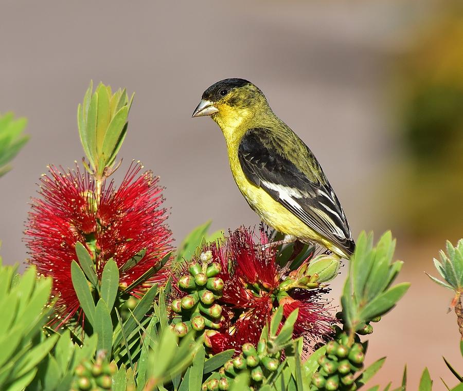 Lesser Goldfinch Perched on Bottlebrush Bush I Photograph by Linda Brody