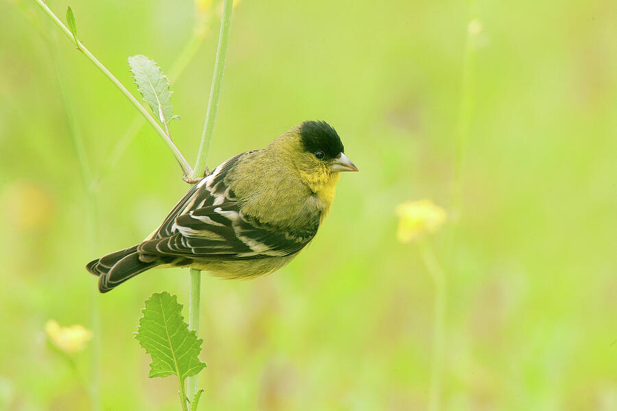 Lesser Goldfinch Photograph