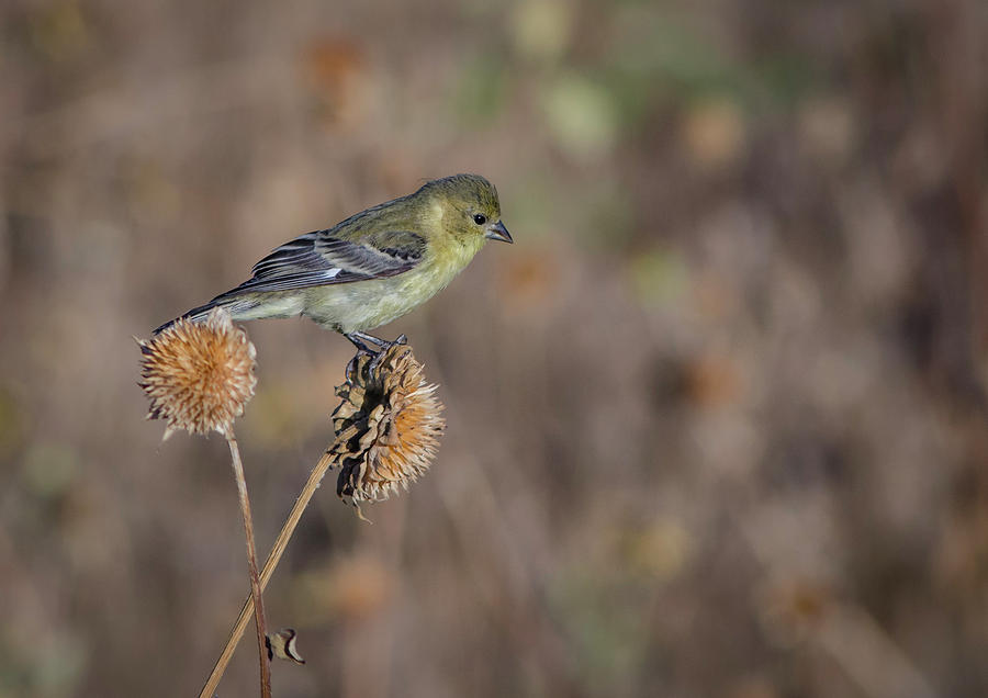 Lesser Goldfinch  Photograph by Rick Mosher