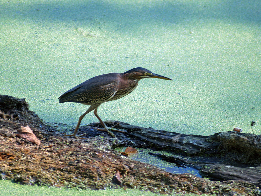 Lesser Green Heron Photograph by Randy Muir - Fine Art America