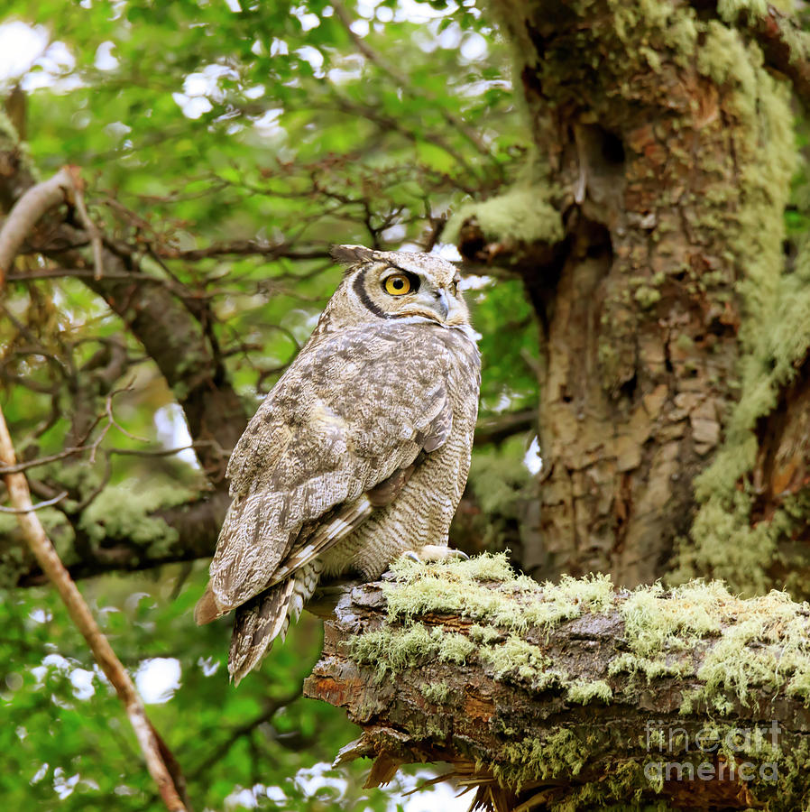 Lesser horned owl also called Magellanic horned owl Photograph by Louise Heusinkveld