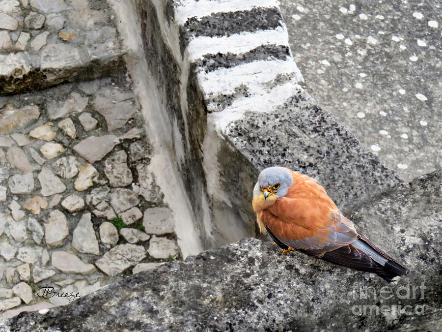 Lesser Kestral in Matera.Italy Photograph by Jennie Breeze