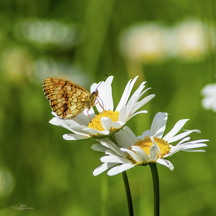 Lesser Marbled Fritillary on an Ox-eye Daisy Photograph by Torbjorn Swenelius
