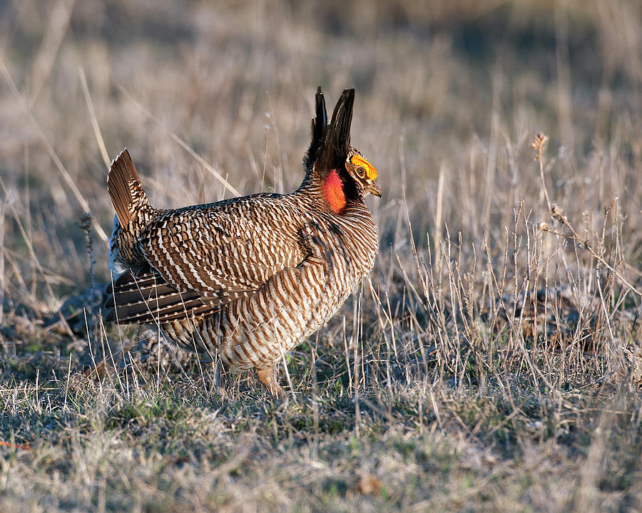 Lesser Prairie Chicken Displaying Photograph by Gary Langley - Fine Art ...