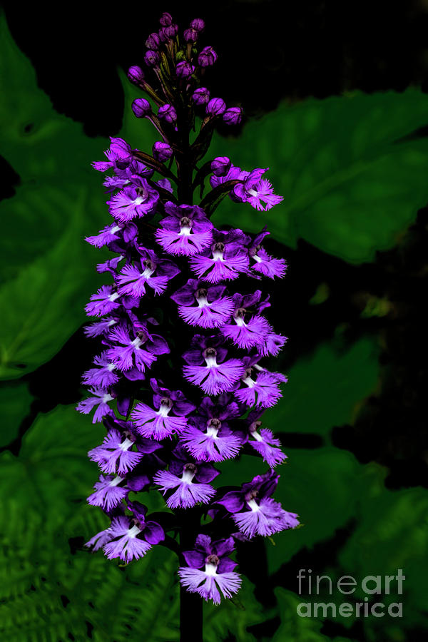 Lesser Purple Fringed Orchid Photograph