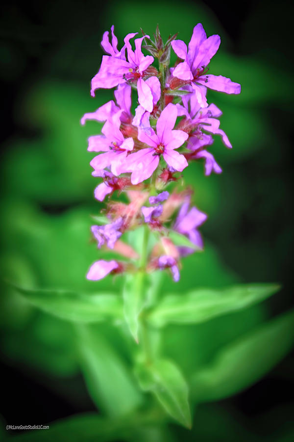 Lesser Purple Fringed Orchid Photograph by LeeAnn McLaneGoetz McLaneGoetzStudioLLCcom