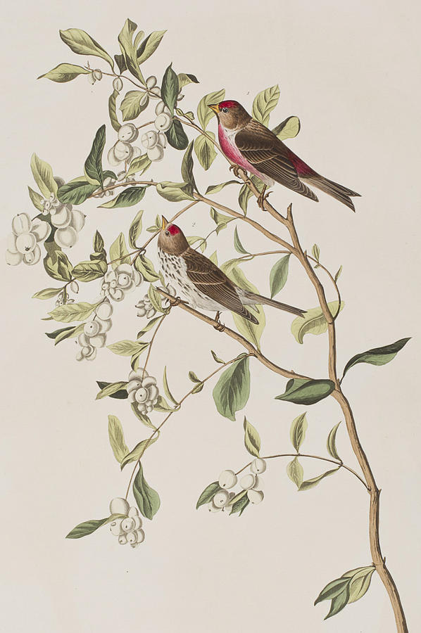 John James Audubon Painting - Lesser Red-Poll by John James Audubon