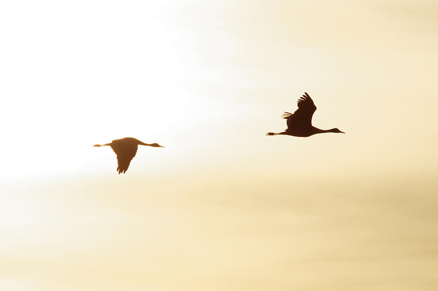 Lesser Sandhill Cranes Photograph by Darin Volpe
