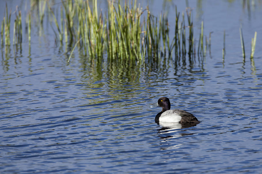 Lesser Scaup adult male Photograph by David Watkins