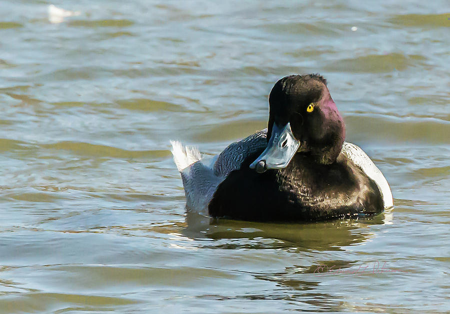 Lesser Scaup Catching Some Sun Photograph by Ed Peterson
