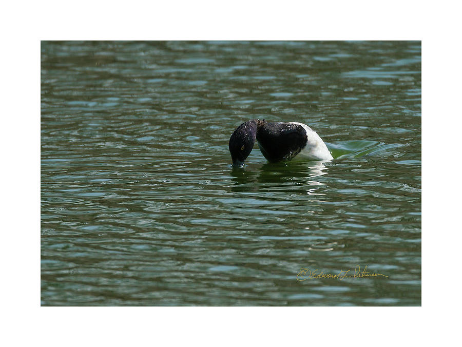 Lesser Scaup Diving Photograph by Ed Peterson